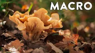 FUNGHI: fotografarli al meglio!