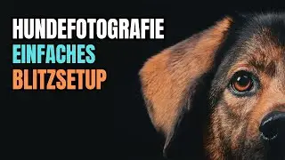 Hundefotografie mit Blitz im Studio