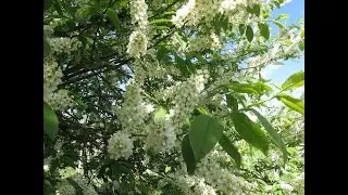 Цветение черёмухи. Красота и аромат.