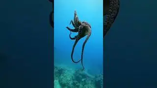 Может быть они пришельцы? 😍🐙 #diving #дайвинг #travel