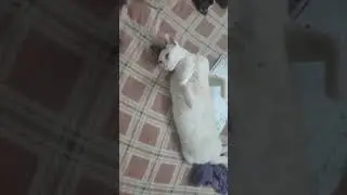 #cat