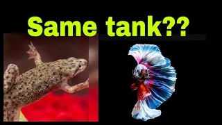Can you keep a African dwarf frog with a betta?[fish tank talk]