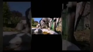 Кот купается в воде