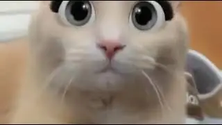 funny  cute cats and dogs with the disney filter