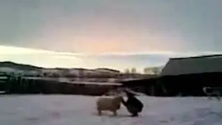 Настырный баран.