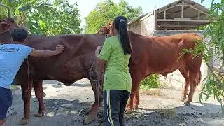 The sciense behind sucsesfull cow farming Ya Allah semoga positif r7 votação