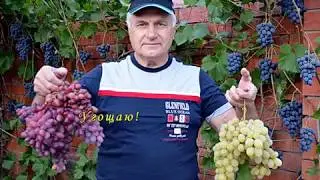 Угощаю!