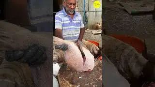 KASIMEDU SPEED SELVAM FISH CUTTING VIDEO #kasimeduselvam #shorts #bigfishcutting #youtube #bigfish