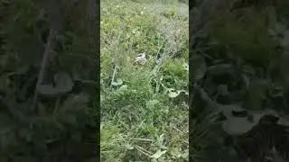 Мод кабк шикор