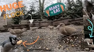 HUGE Flock of Mourning Doves, Blue Jays, Squirrels, and More! Rainy Day Feast - Part 1, 4K