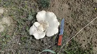 Весенние грибы в южном Казахстане