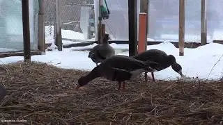 Белолобые гуси в вольере. Зима-Декабрь.