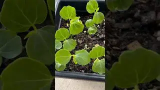 Gongura seeds | sorrel | plant series #7 