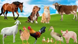 Collection of Familiar Animals - Goat, Dog, Horse, Rabbit, Chicken, Duck