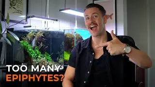EPIPHYTE ONLY AQUARIUM | Adding More Plants