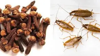 Cockroach killer |homemade cockroach killer Best cockroach killer | cockroach killer powder nidi