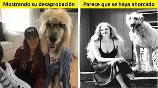 La Gente Publica Divertidas Fotos De Sus Loberos Irlandeses Y Es Increíble Lo Enormes Que Son