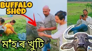 Buffalo shed // ম'হৰ খুটি // Sibsagar, Nimaijaan 🐃 // Sibsagar ot Nimaijaan or Mohorkhukti 😍!!!
