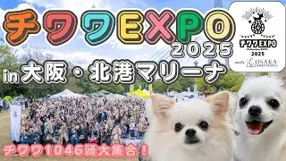 【チワワEXPO 2025 in大阪北港マリーナ🐶 】大阪初開催のチワワの祭典に愛犬ふくむすび君と参加して来ました‼︎ 沢山のお友達ができて最高の1日になりました✨