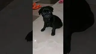 Мопс щенок ЮВЕЛИРНАЯ РАБОТА ХРУСТАЛЬНЫЙ ЛОТОС 😗