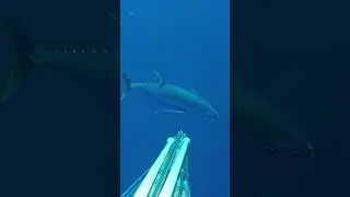 ATÚN de 40KG con un ARPÓN de 90cm  