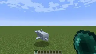 What's inside the dolphin