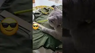 Работать надо всем! 😎 #животные #приколы #fannyvideo #cute #cat #animals
