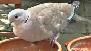 Eurasian Collared Dove in my lap.(Streptopelia Decaocto) UK