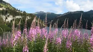 3 часа звуков природы. Красивые горные пейзажи и пение птиц.