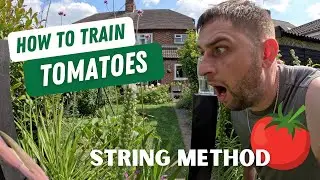 How to Train Tomatoes? I had the scare of my life!