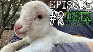 This Lamb Smells Sour