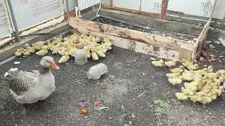Муларды