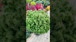 Сосна Малинки, Мопс) продажа в группе телеграмм 