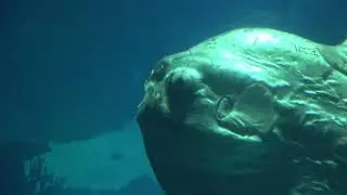 Lisbon Oceanarium - Oceanário de Lisboa - Acquario di Lisbona