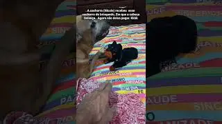 A cachorra não deixa pegar o cachorro de brinquedo #cachorra #brinquedos