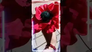Маки - это любовь 🤗 #decor #decoration #decorhome #flower #bigflower #цветы #ростовыецветы #мак