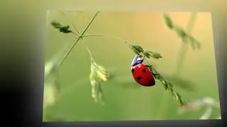 Koleksi Foto Kumbang Koksi I Ladybug I YT Me