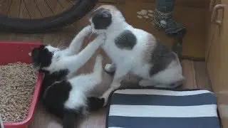 cat’s battle /  кошачьи бои
