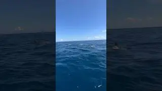 Boater Greeted by Dolphins in the Middle of the Ocean #dolphinencounter