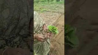 Vivasayam and harvesting #shorts #agriculture #farming