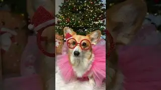 Day/night 🤣😁🥰 #corgi #doglover