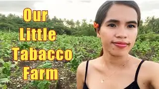 Little Tabacco Farm Philippines