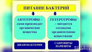 Бактерии. Видеоурок ученицы 6 класса гимназии 1505 Родиковой Елизаветы.