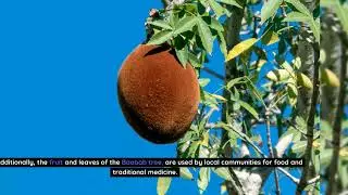 Nature Fact - The Baobob Tree In Africa Can Store Up To 32,000 Gallons Of Water In It's Trunk