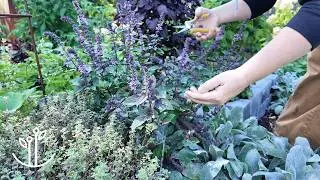 August Harvest & Clean-up | Day in the Life of a Gardener