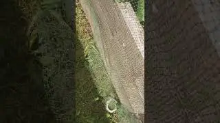 Как уберечь клубнику от птиц. Быстро и надежно #дача #сад #огород#защитаотптиц #дачныйлайфхак