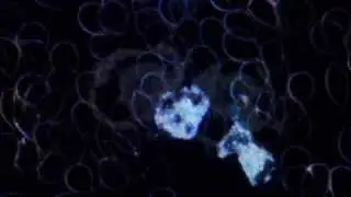 There Will Be Blood! White Blood Cell Activity. 800-1000X, Darkfield.