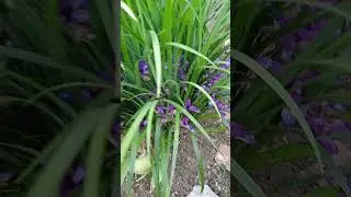 Какие цветы у ириса злаковидного