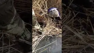 Янбаш сазан балик