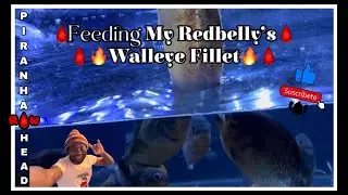 Feeding My Redbelly's Walleye Fillet